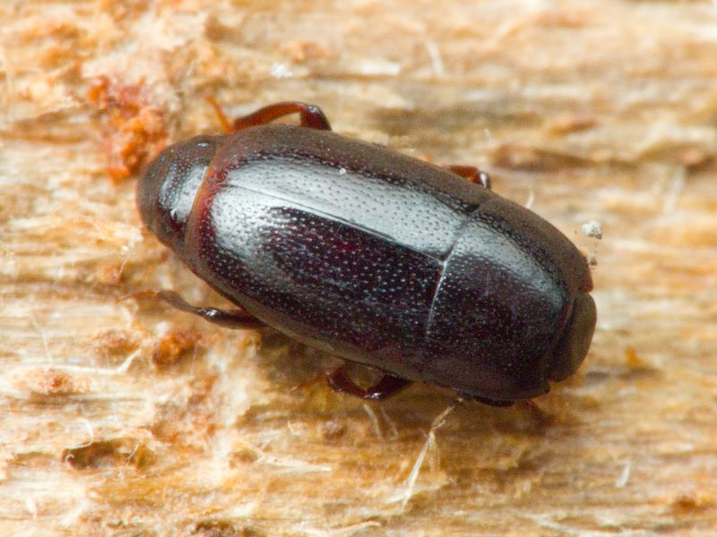 Paromalus parallelepipedus (Herbst, 1792)